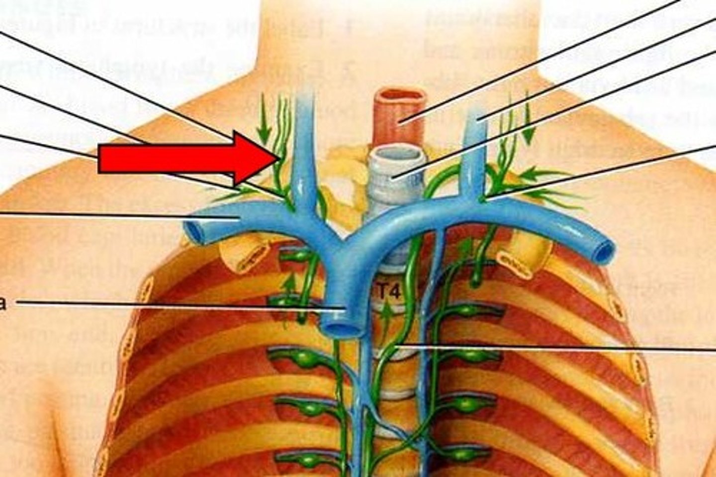 <p>drains the right side of the head and neck</p>