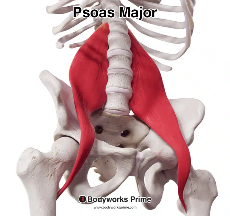 <p>Psoas Major</p>