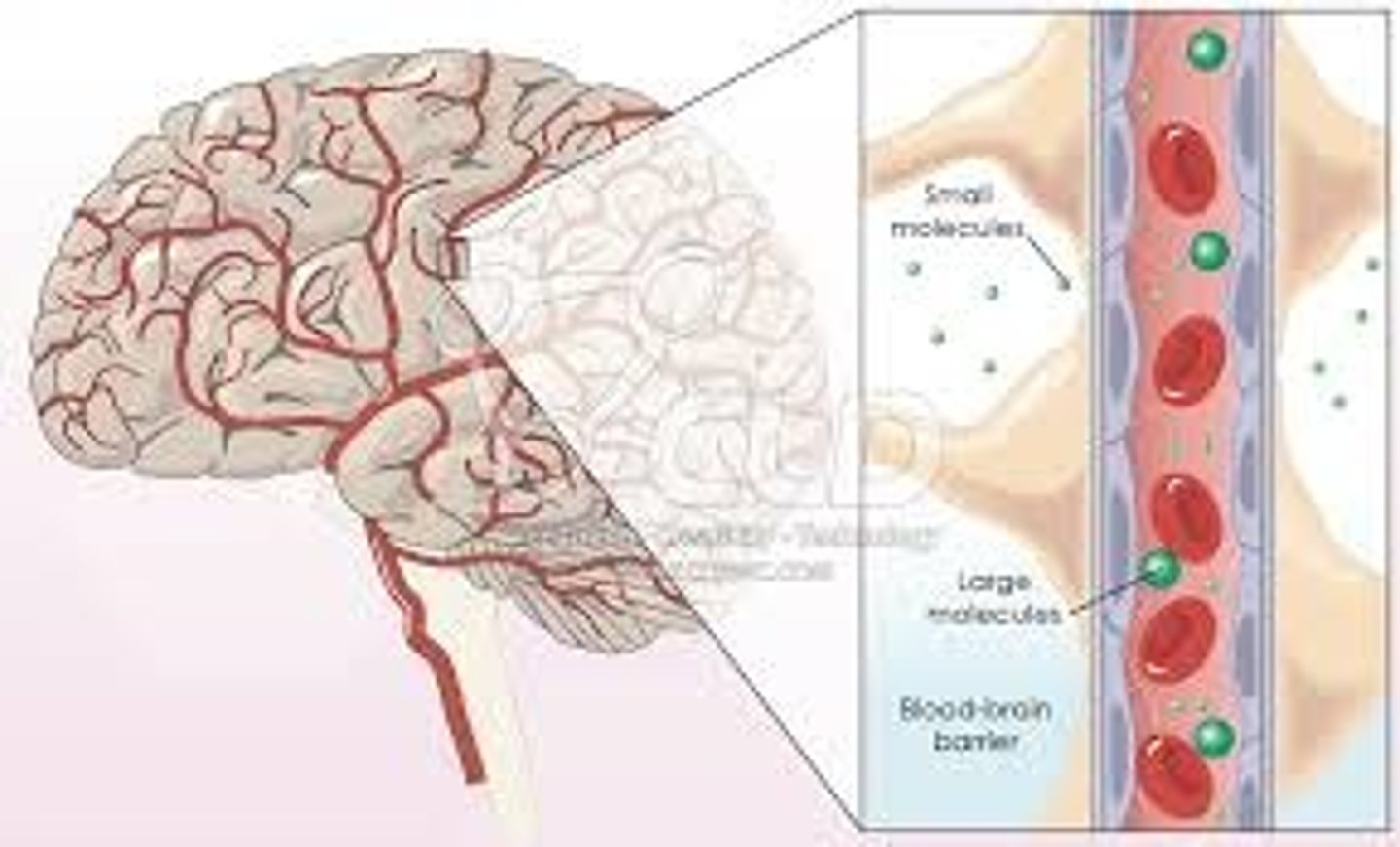 <p>protective separation between blood and CNS tissue that regulates what substances enter the brain and spinal cord</p><p>*capillary endothelial cells, basement membrane, astrocyte end-feet, pericytes</p><p>*infection control!</p>