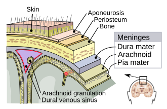 <p>The meninges are the three protective membranes that surround the brain and spinal cord. Their main functions are to:</p><ul><li><p>Protect the central nervous system (CNS)</p></li><li><p>Provide a supportive framework for blood vessels</p></li><li><p>Contain the cerebrospinal fluid (CSF), which cushions the brain and spinal cord</p></li></ul><p></p>