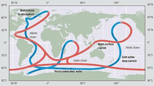 <p>T.C: Ocena currents driven by different wter density due to temp and slainity- transports heat, carbon, dissolved O2, and nutrients</p>