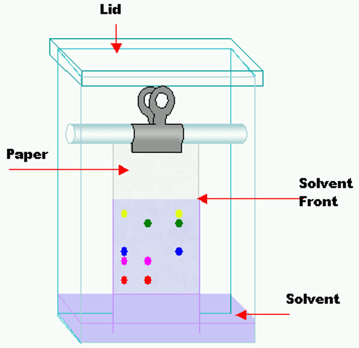 <p>(C) Stationary, Mobile</p><p>In Paper Chromatography, the paper acts as the Stationary Phase and the solvent in the beaker acts as the Mobile Phase.</p>