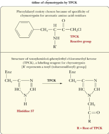 <p>-H57 is critical for activation of enzyme</p><p>-Can be chemically labelled by<strong> TPCK (reactive group)</strong></p><p><strong>-</strong>Ser-195 and H57 are required for activity so they must be close to each other in the active site</p>