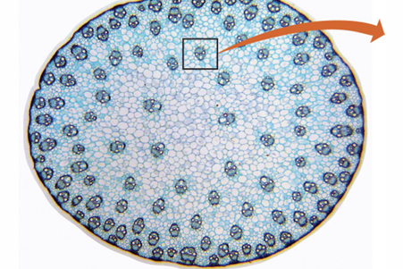 <p>Monocot stems produce no…</p>