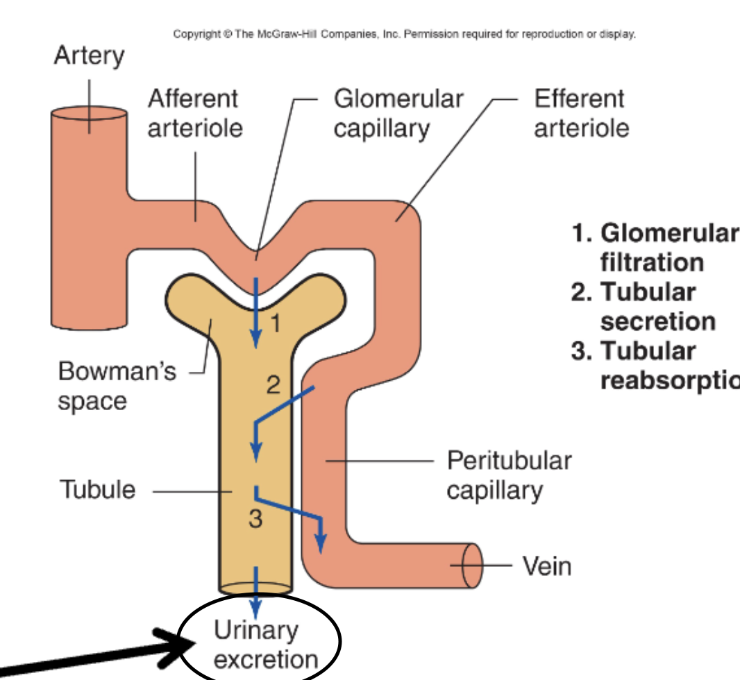<p>C. Urinary excretion</p>