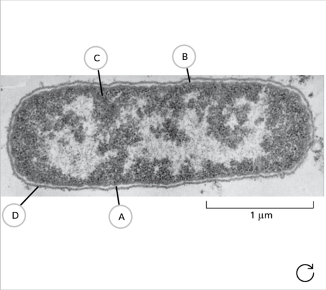 <p>cell wall, inner membrane, cytoplasm, outer membrane</p>