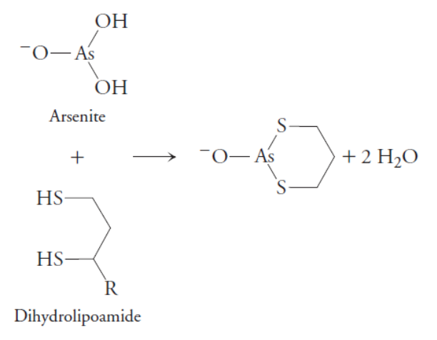 <p>Arsenite is toxic in part because it binds to sulfhydryl compounds such as lipoamide (below). What effect would the presence of arsenite have on the citric acid cycle?</p>