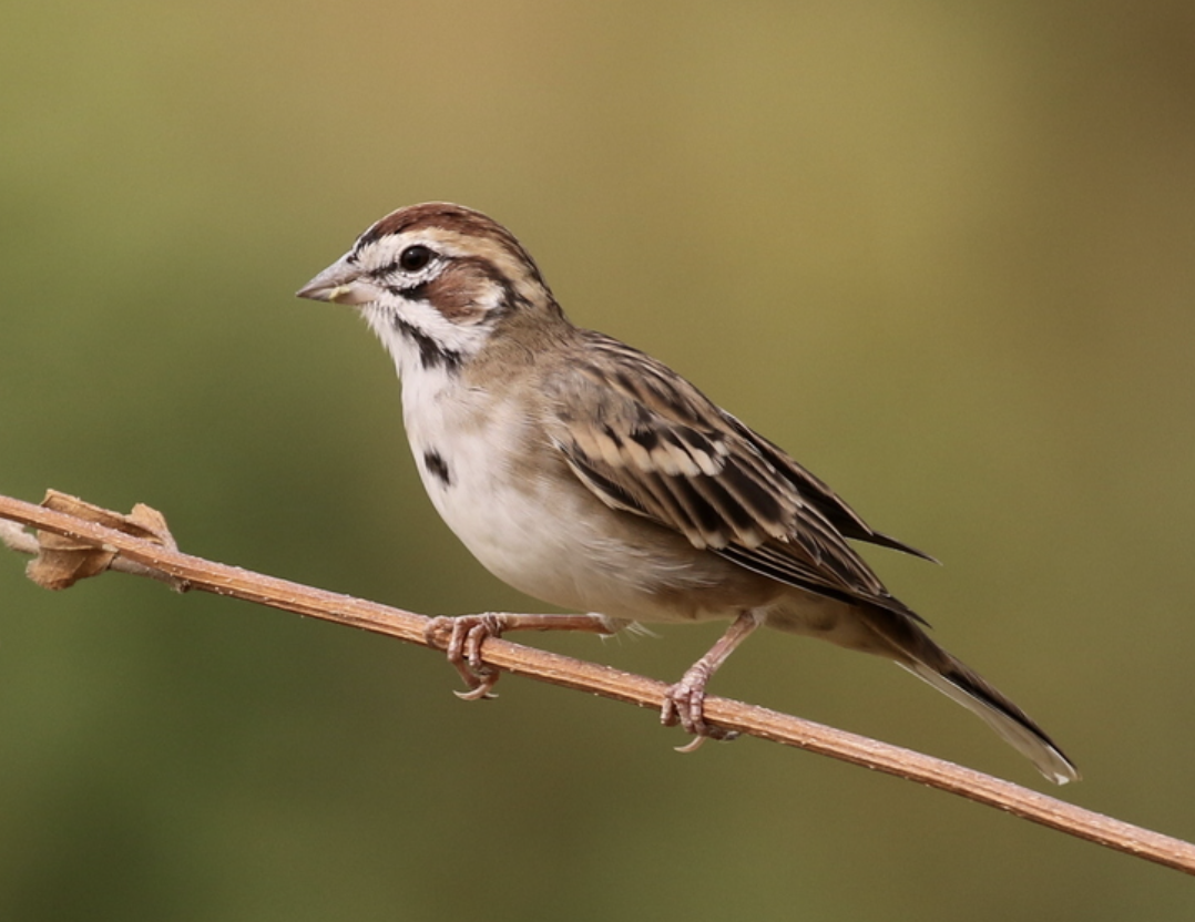 <p>What is this bird?</p>