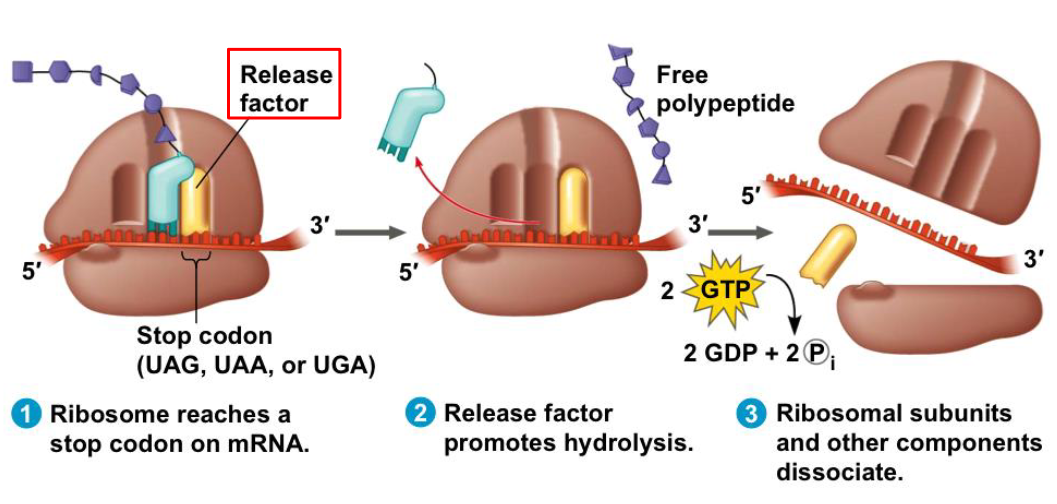 <ul><li><p>a release factor binds directly to the stop codon in the A site</p></li><li><p>addition of H20 molecule instead of an amino acid</p></li><li><p></p></li></ul><p></p>