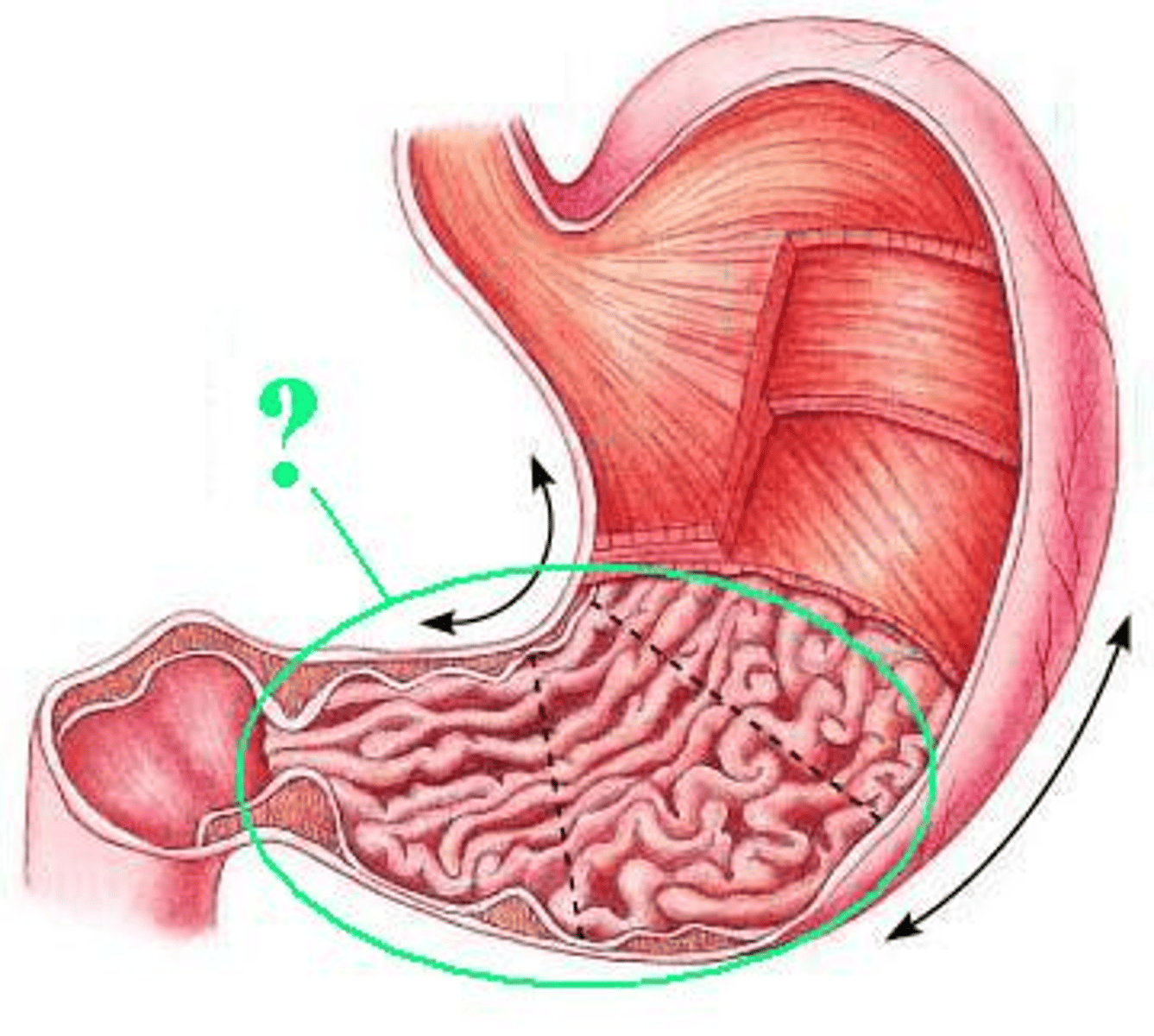 <p>Identify the indicated region of the stomach.</p>