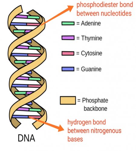 <p>How many hydrogen bonds hold a C-G pair together </p>