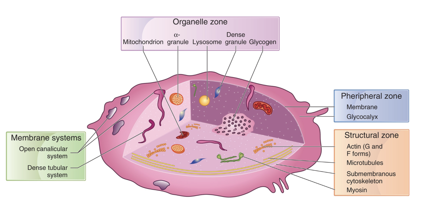 <ul><li><p>Peripheral Zone</p></li><li><p>Structural Zone (Sol-gel Zone)</p></li><li><p>Organelle Zone</p></li><li><p>Platelet Membrane system</p></li></ul><p></p>