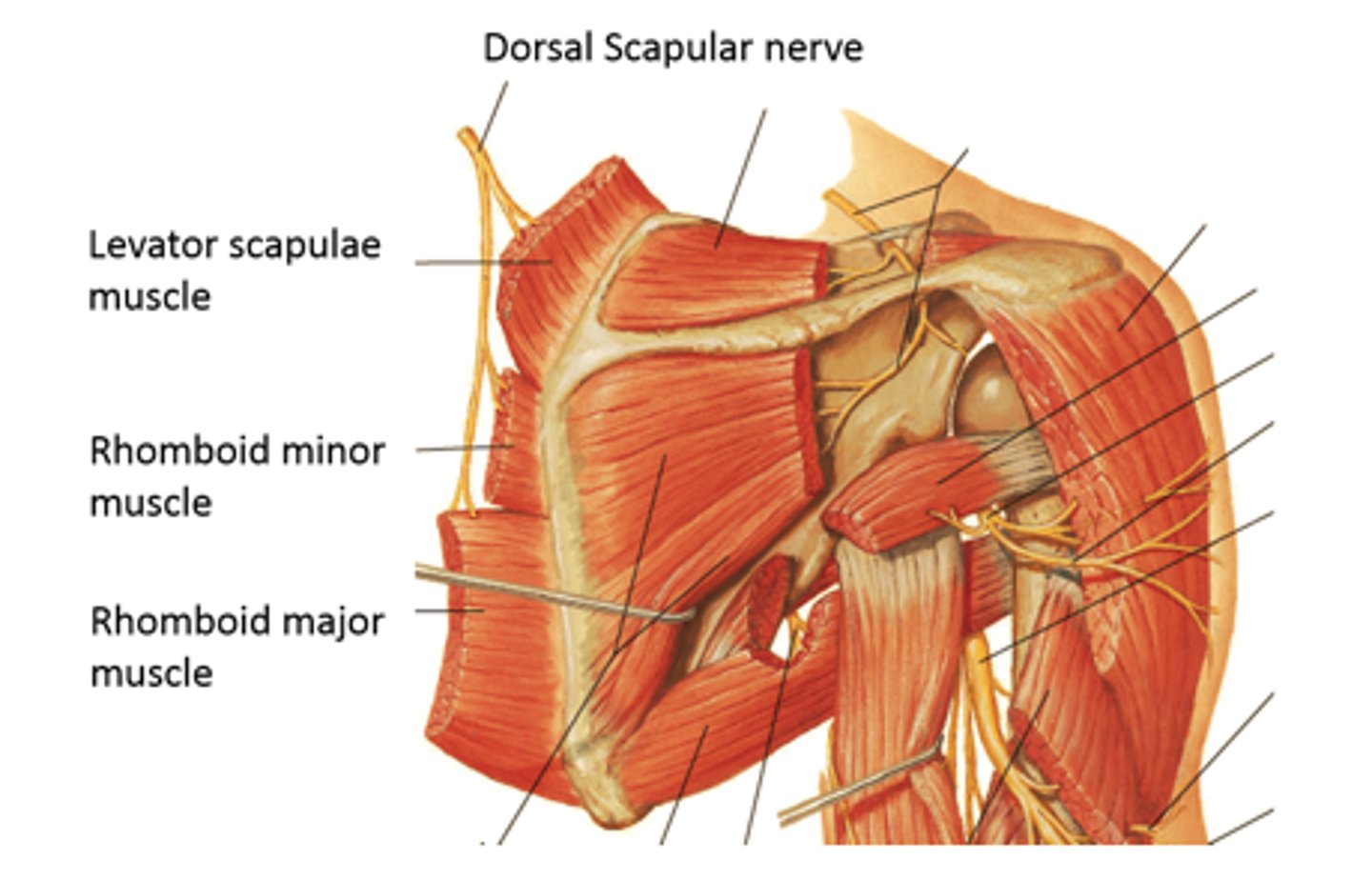 <p>dorsal scapular nerve (C4-5)</p>