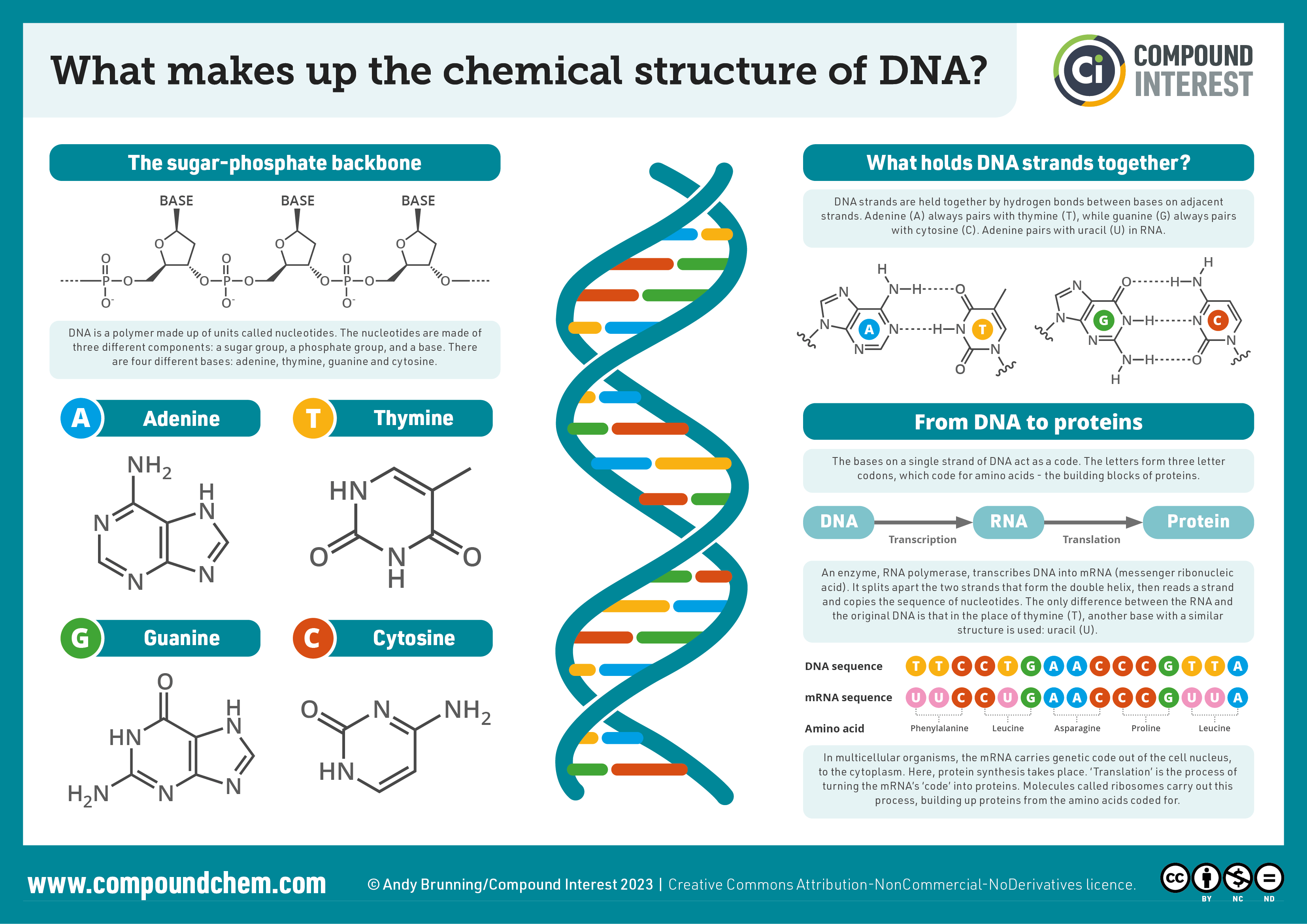 <p>Three main components: <strong><mark data-color="rgb(29, 72, 127)" style="background-color: rgb(29, 72, 127); color: inherit;">a pentose sugar, a phosphate group, and a nitrogenous base</mark></strong></p><ul><li><p>The <mark data-color="#NaNNaNNaN" style="color: inherit;">sugar</mark> and <span><mark data-color="#1ead77" style="background-color: rgb(30, 173, 119); color: inherit;">phosphate</mark></span> groups form the backbone of each strand, alternating with each other.</p></li><li><p>The specific pairing of the <mark data-color="#a63ea7" style="background-color: rgb(166, 62, 167); color: inherit;">nitrogenous</mark> bases <span style="color: red;">adenine</span> with <span style="color: red;">thymine</span> <em>(in RNA, uracil - U) </em>and <span style="color: green;">cytosine</span> with <span style="color: green;">guanine</span> holds the strands together by <strong>hydrogen bonds.</strong></p></li><li><p>The specific sequence of these base pairs along the DNA strand carries the <span style="color: rgb(243, 232, 14);">genetic information</span>.&nbsp;</p></li></ul><p></p>