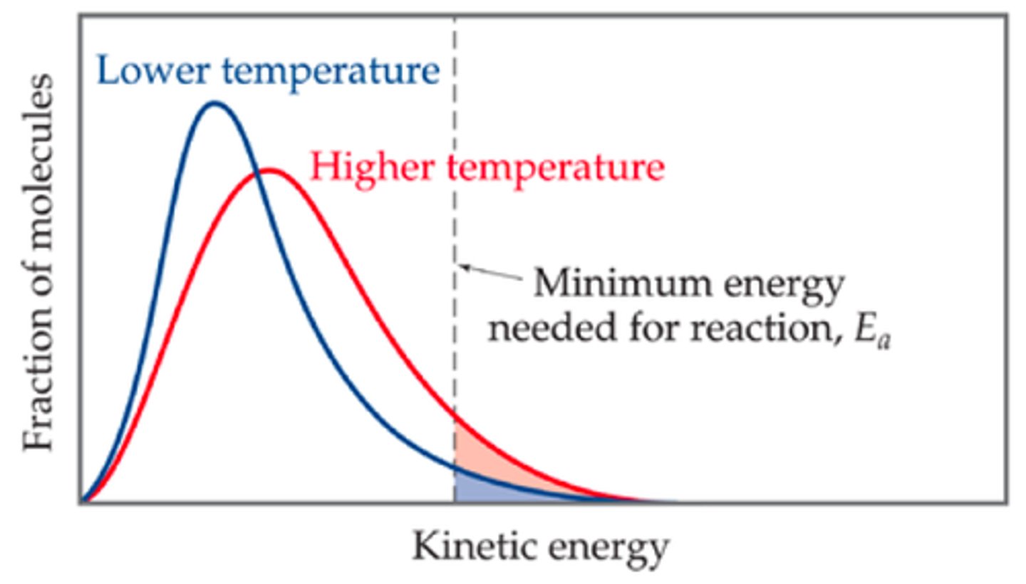 <p>Shows the spread of energies that molecules of gas or liquid have at a particular temperature</p>