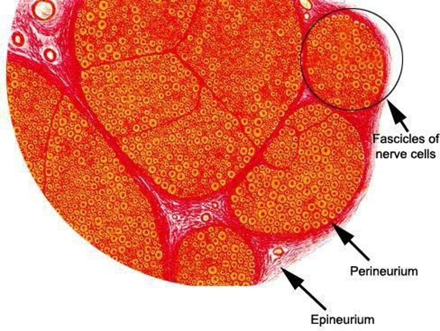 <p>Fascicles, which are surrounded by perineurium.</p>
