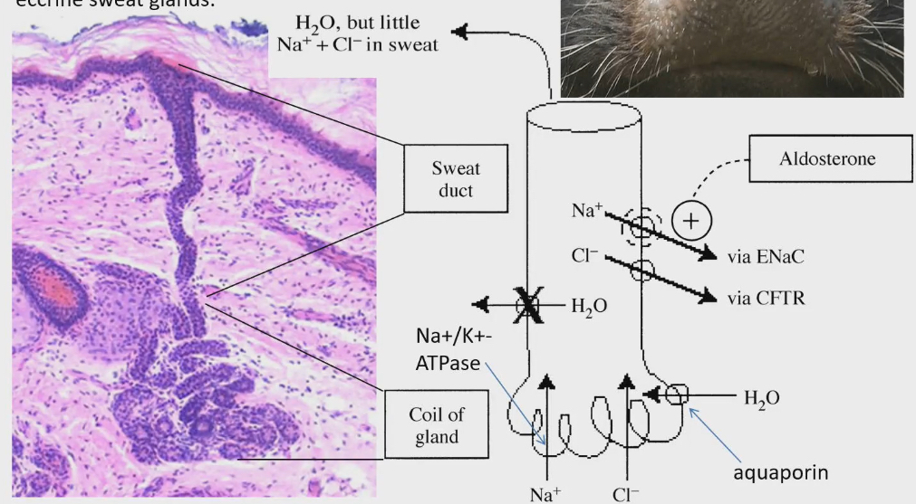 <ul><li><p>Sweat gland needs to have water from blood plasma</p></li><li><p>To move water around the body, there are no pumps like there are for water. We need to establish osmotic gradients, and water molecules will follow through osmosis</p></li><li><p>Coiled part of gland lots of Na/K ATPase, gives energy to pump Na ions into coiled part of sweat gland. Cl ions will follow by electrostatic attraction.</p></li><li><p>Cost of making sweat= cost of pumping Na and Cl into coiled part of sweat gland. This is necessary to make water go into sweat gland through osmosis</p></li><li><p>Aquaporin is coiled part of sweat glands. Build of Na and Cl into coiled part of sweat gland, and water enters through osmosis, only because aquaporin is present</p></li><li><p>Push sweat up duct to body’s surface. As the sweat goes up, channels in duct part of sweat gland. Na and Cl diffuse back into blood plasma through these channels. This is because we don’t want to loose these salts from body.</p><ul><li><p>ENaC: Na channel</p></li><li><p>CFTR: Cl channel</p></li></ul></li><li><p>No aquaporins in the duct so that water doesn’t follow Na and Cl out of the sweat gland</p></li><li><p>Secrete mostly water on skin, with a little Na and Cl that didn’t leave duct</p></li></ul><p></p>