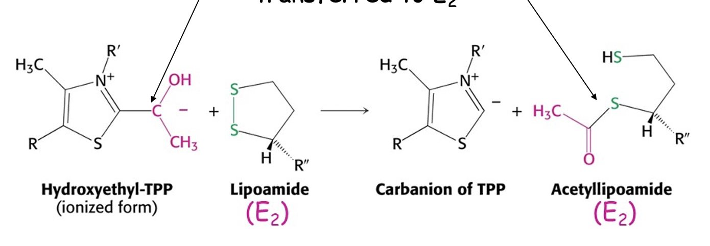 <p>hydroxyethyl group transferred to lipoamide</p><p>AND it is oxidised to an acetyl group </p><p><span><span>Two electrons left behind&nbsp;from decarboxylation transferred to E2</span></span></p>