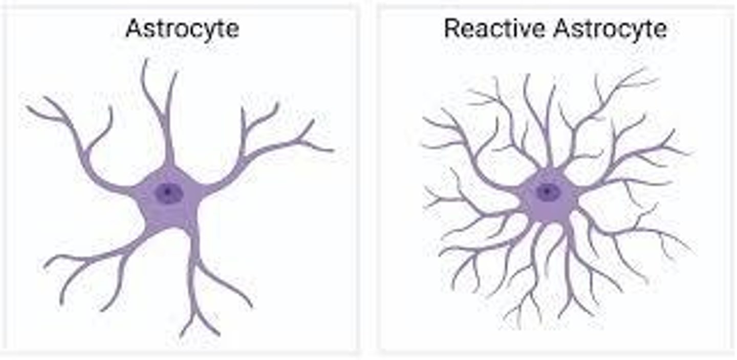 <p>Provide metabolic support to neurons.</p>