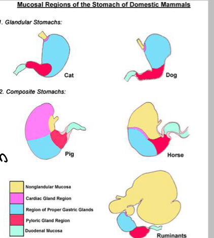<p>Within the stomach, secretions originate in the glandular regions and divide into 3 mucosa, what are these?</p>