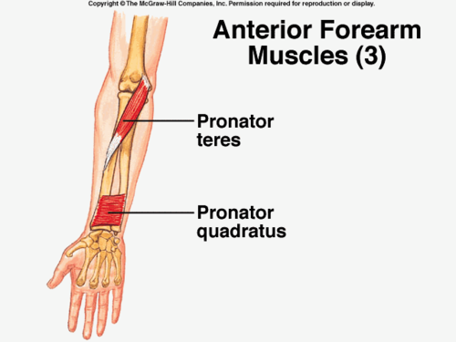 Distal Radius