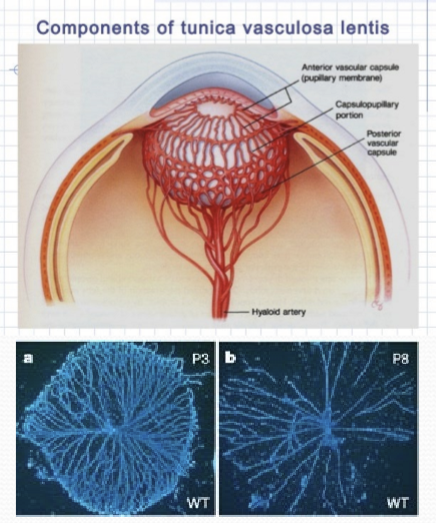<p>During the second trimester. Capillaries regress/breakdown. </p>