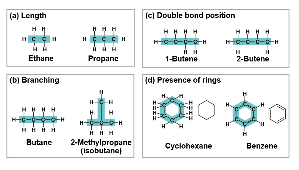 <p>Four Carbon skeleton variations</p>