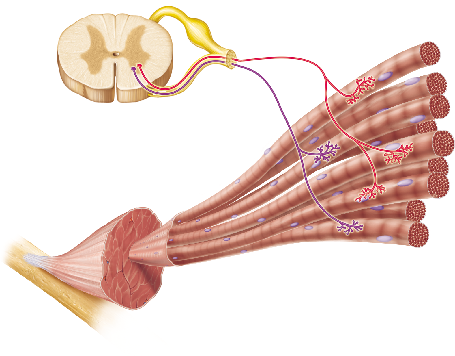 <p>Each neuron shown in this figure innervates a group of muscle fibers. What is the term for a group of muscle fibers and the single neuron that innervates them?</p><p></p><p>neuromuscular junction</p><p>sarcomere</p><p>motor unit</p><p>fascicle</p>
