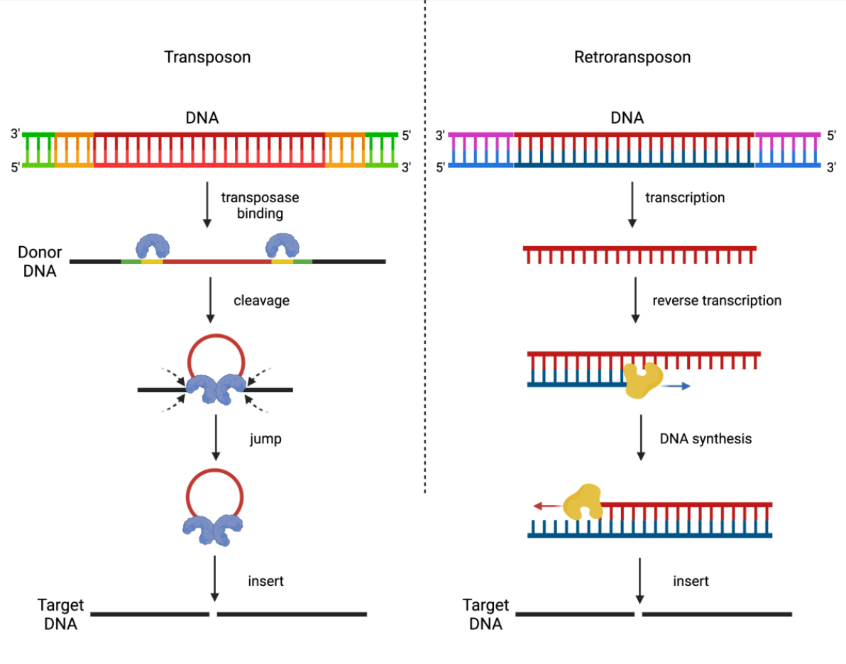 <p>What do retrotransposons include?</p>