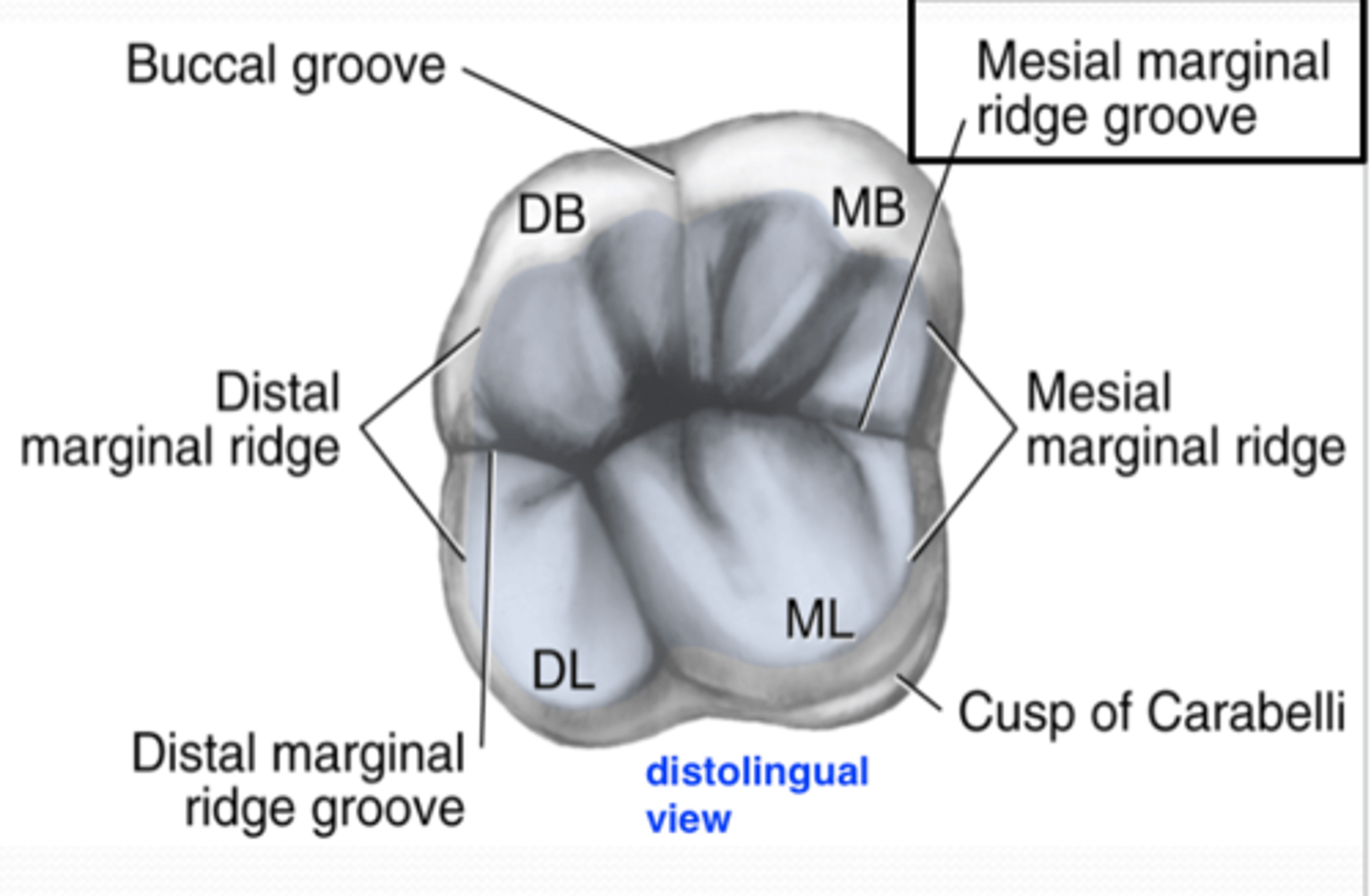 <p>4-5 Cusps (ML, MB, DB, DL, Cusp of Carabelli)</p><p>these are in order of largest to smallest cusps</p><p>rhomboidal shape</p>