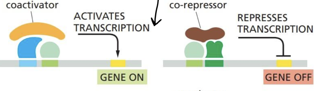 <p>False</p><ul><li><p>They bind to transcription factors that are bound to the DNA → work indirectly to DNA</p></li></ul>
