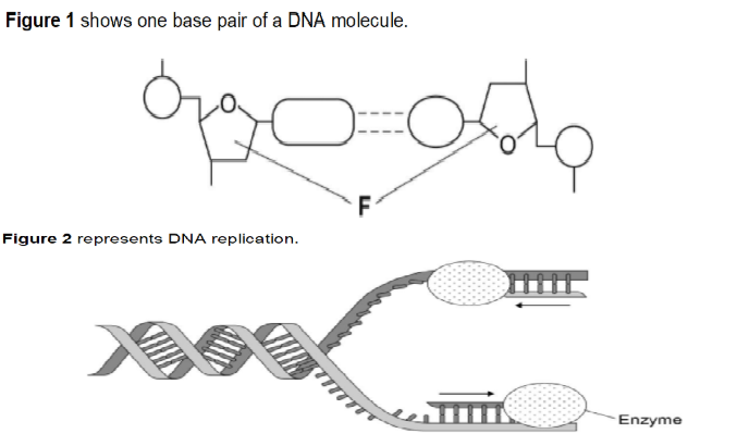 <p>(exam) Use figure 1 and 2 and your own knowledge of enzyme action to explain why the arrows point in opposite directions (4)</p>