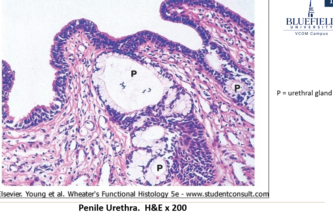 <p>Found along the <strong>penile urethra</strong> and they <strong>secrete alkaline material</strong>.</p>