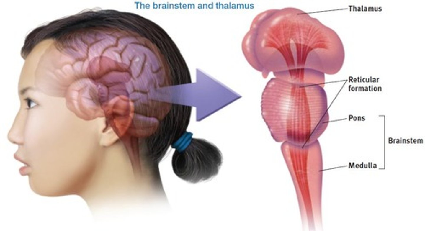 <p>Involved in motricity and helps coordinate movement; directly linked with the cerebellum.</p>