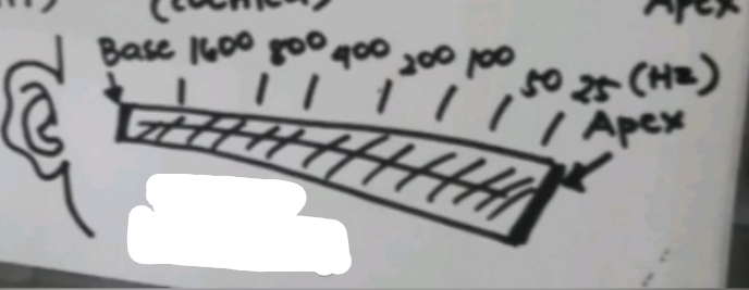 <p>Different hair cells are triggered in the _________ depending on the sounds perceived by a human. </p><ul><li><p>The closer to the base, the higher the frequency.</p></li><li><p>The closer to the apex, the lower the frequency.</p></li></ul>