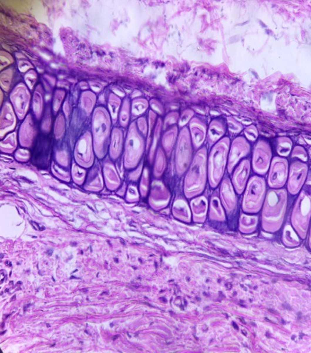 <p>Identify the tissue.</p>