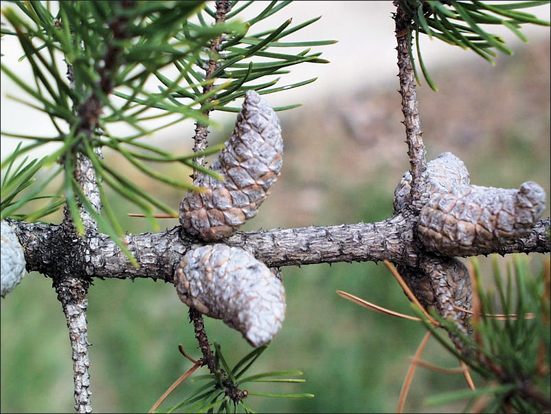 <p><span>Typically 1.5 to 2 inches long, strongly curved, and often bulge on one side. They are brown or reddish-brown when ripe but turn gray with age and frequently remain closed on the tree for many years.&nbsp;</span></p>
