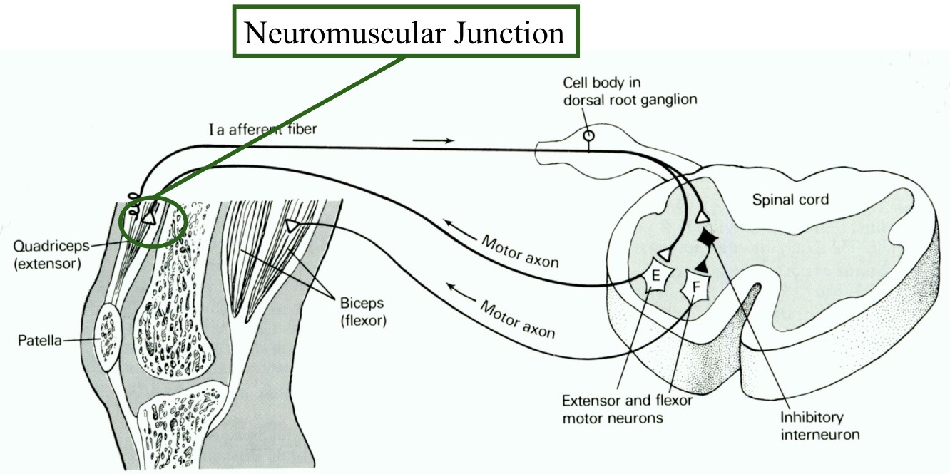 <p>is the Neurotransmitter at the Neuromuscular Junction</p>