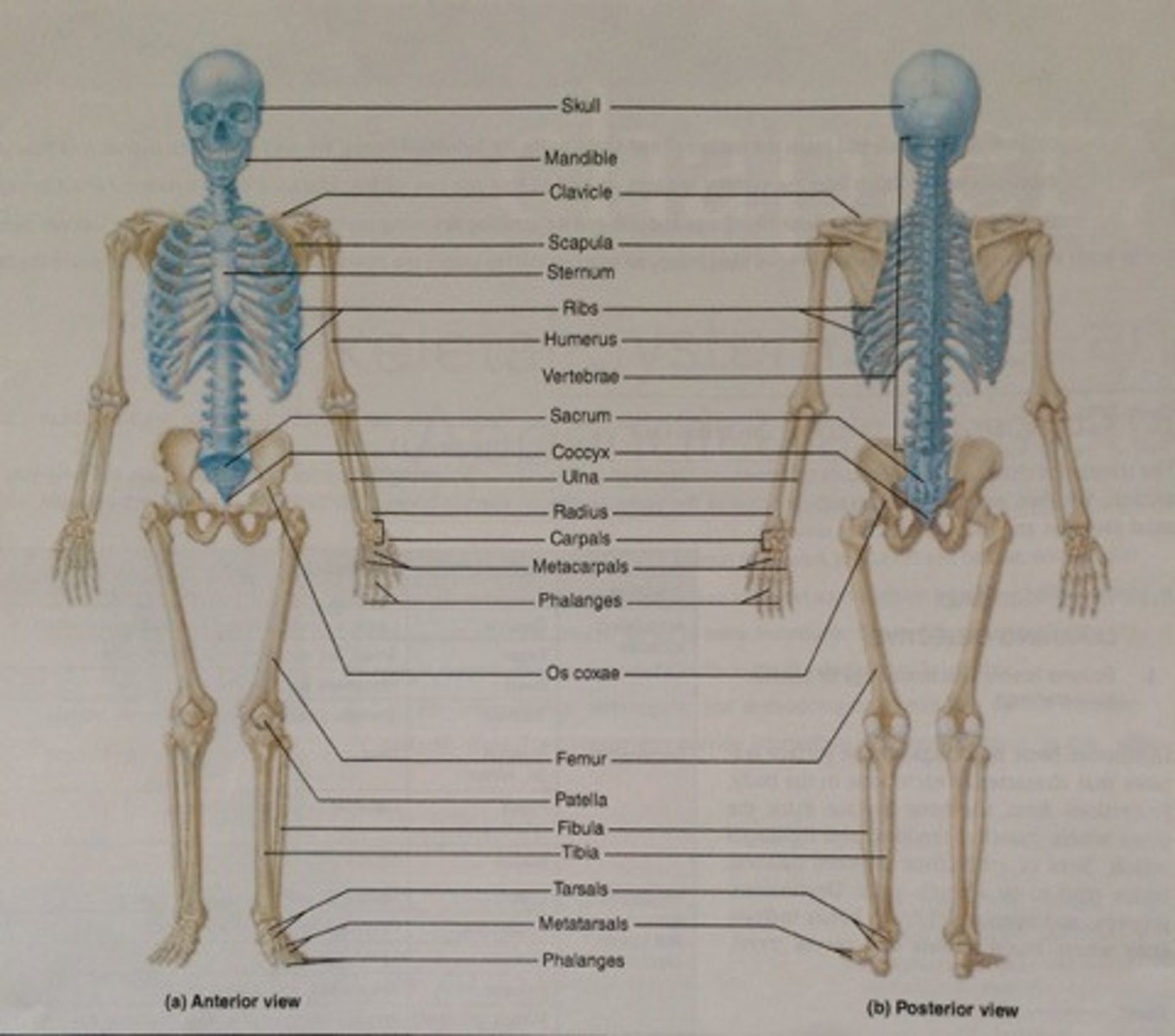 <p>80 bones including skull and vertebrae.</p>