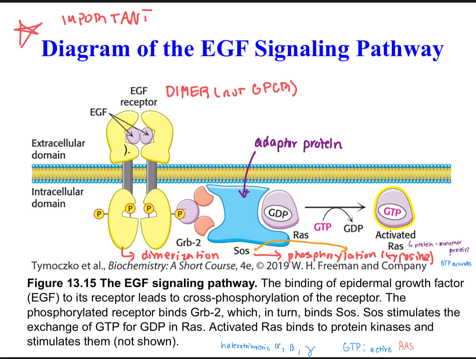 <p>EGF Signaling Pathway.</p><p>the binding of epidermal growth factor (EGF) to its receptor leads to cross-phosphorylation of the receptor. The phosphorylated receptor binds Grb-2, which, in turn, binds Sos. Sos stimulates the exchange of GTP for GDP in Ras. Activated Ras binds to protein kinases and stimulates them (not shown).</p>
