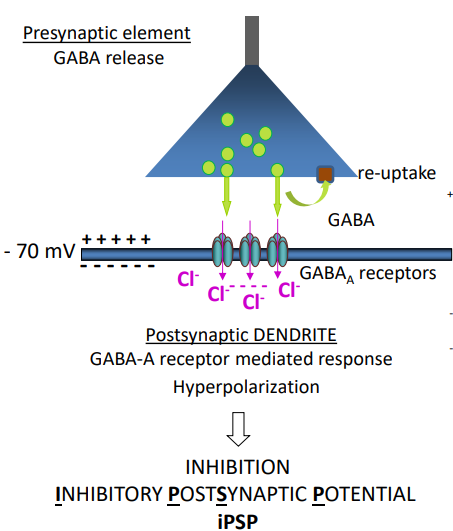 <ul><li><p class="">GABA is stored in vesicles in presynaptic terminal</p></li><li><p class="">AP arrival → vesicle fusion with membrane → GABA released into synaptic cleft</p></li><li><p class="">GABA binds to GABA receptors (Cl⁻ channels) on postsynaptic membrane</p></li><li><p class="">Cl⁻ flows into cell (high [Cl⁻] outside → low [Cl⁻] inside)</p></li><li><p class="">Influx of negatively charged Cl⁻ → membrane becomes more negative (hyperpolarisation)</p></li><li><p class="">This is called an inhibitory postsynaptic potential (IPSP)</p></li><li><p class="">Hyperpolarisation ↓ probability of excitation by making it harder to reach threshold</p></li><li><p class="">If excitatory &amp; inhibitory inputs occur together, they may cancel out → no net change</p></li></ul><p></p>