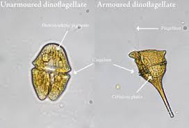 <p><span style="font-family: "Calibri", sans-serif; line-height: 115%;"><span>Dinoflagellates (algae)</span></span></p>