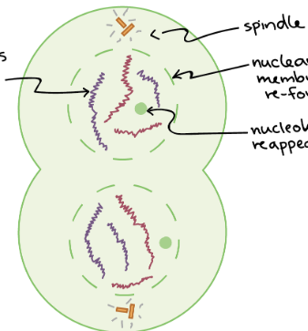 <p>This is the ________stage of mitosis</p>