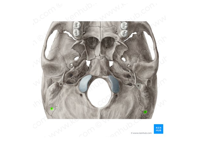 <p>mastodideum lyuk</p>