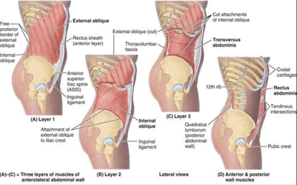 <p>External surfaces of 5th-12th ribs</p>