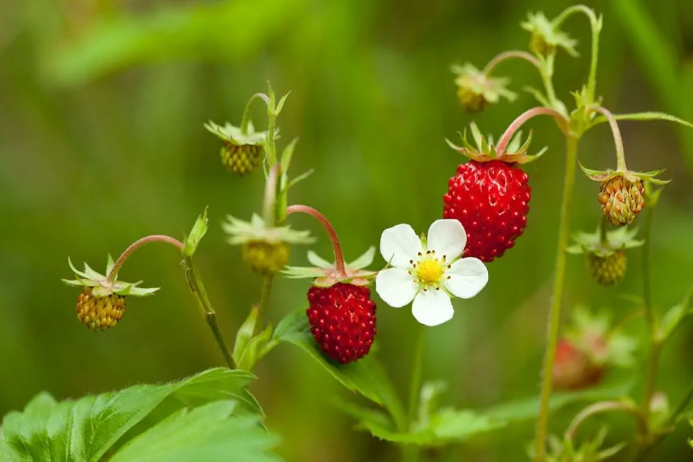 <p>What kind of fruit is a raspberry?</p>