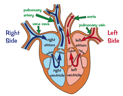 <p>Stop the blood flowing backwards into the atria when the ventricles contract</p>