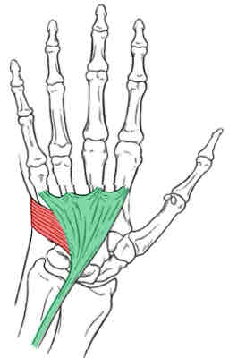 <p>Palmaris Brevis</p>