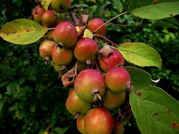 <p>Malus Sylvestris </p>
