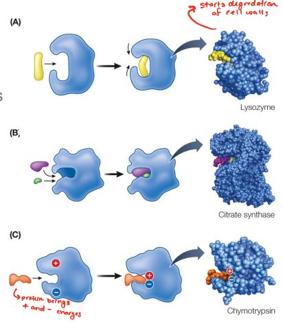 <p>There are several mechanisms by which enzymes lower the activation energy. These include: </p>